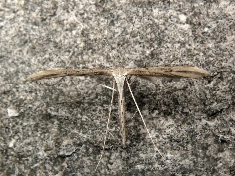 Emmelina monodactyla